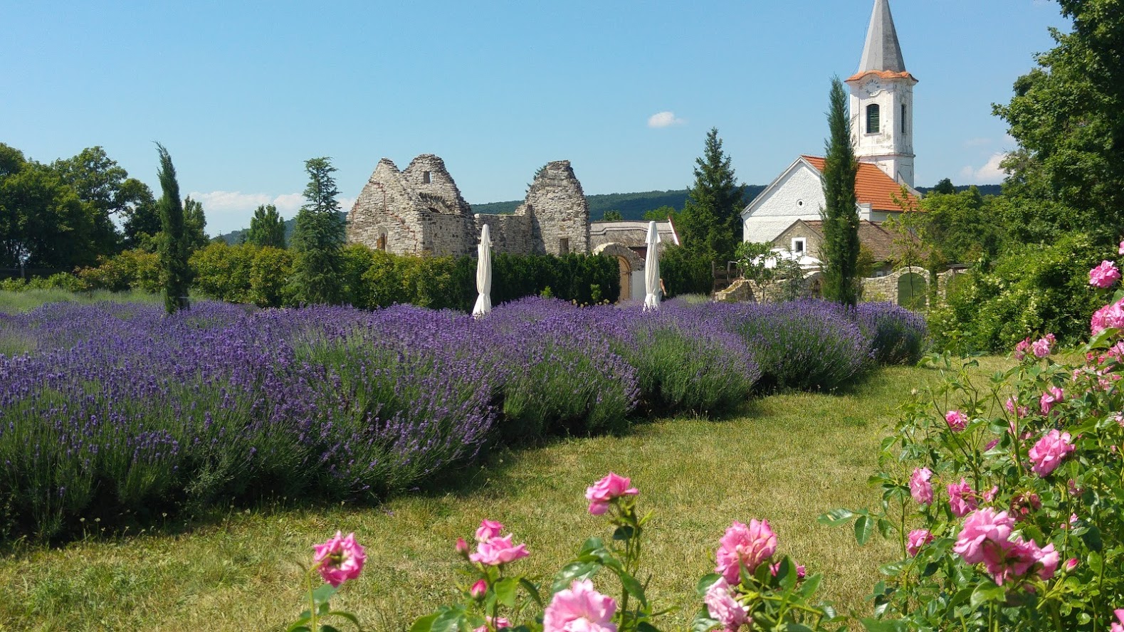 Magyarországom.hu - Kvízjáték - Ismered a Balaton minden bugyrát? - 5. kérdés: Hol található ez a romtemplomos levendulás? - Tihany, Dörgicse, Balatonfüred, Kővágóörs