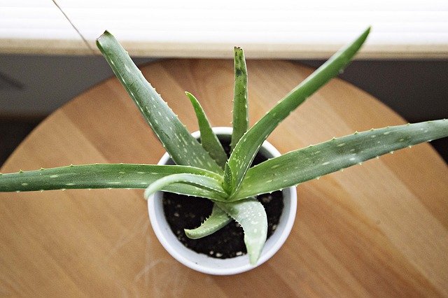 Magyarországom.hu - Kvízjáték - Kedvelt szobanövények - 5. kérdés: Milyen szobanövény látható a képen? - Aloe vera, Legénypálma, Kövirózsa