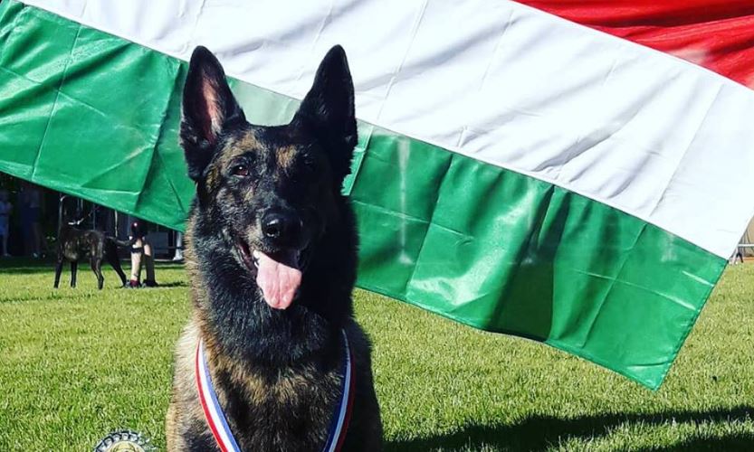 Micsoda siker! Magyar kutya a világ legjobb mentőkutyája 