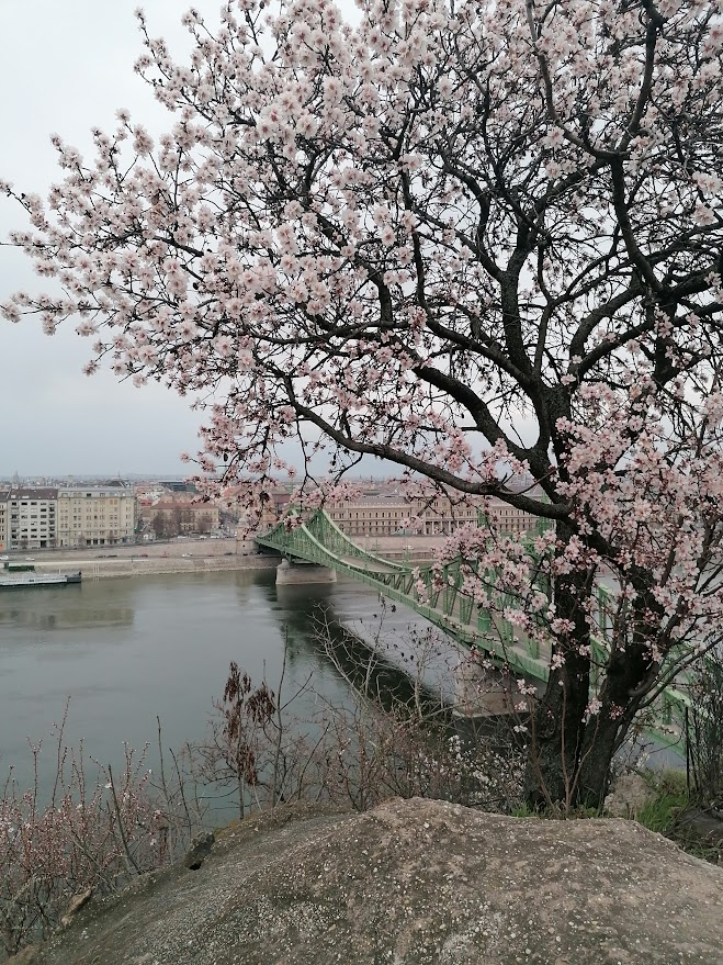 Mandulafa Gellért hegyen