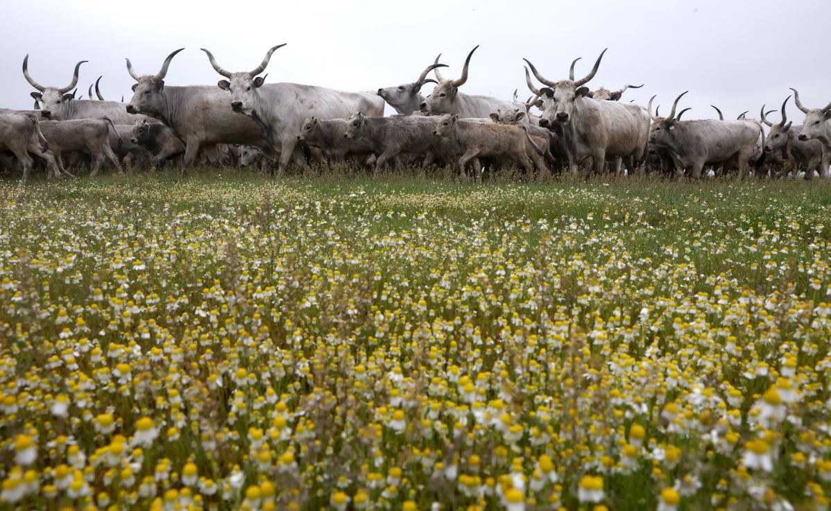 Csodás felvételek a szürke szarvasmarhákról MTI