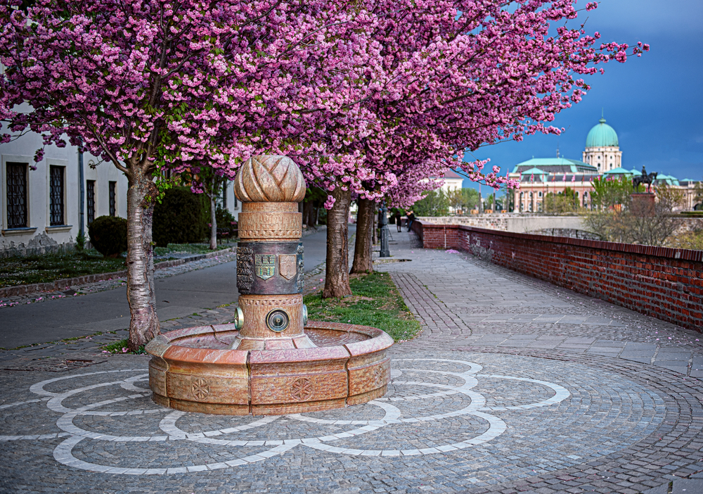 Tóth Árpád sétány cseresznye virágok Virágos helyek hazáánkban: Tóth Árpád sétány