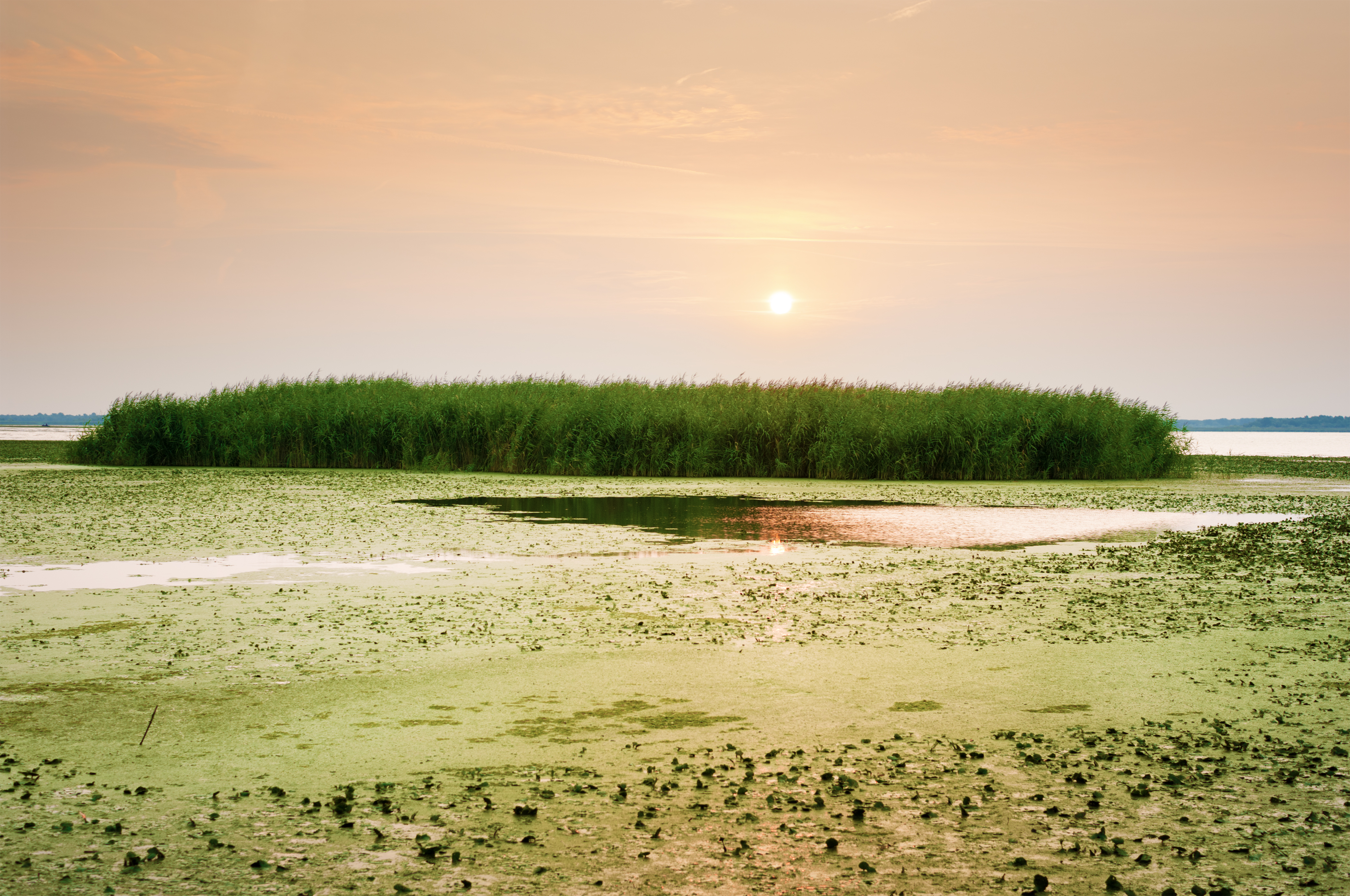 Tisza-tó látnivalói, csodás élővilága Tisza-tó látnivalói, csodás élővilág a Tisza-tavon