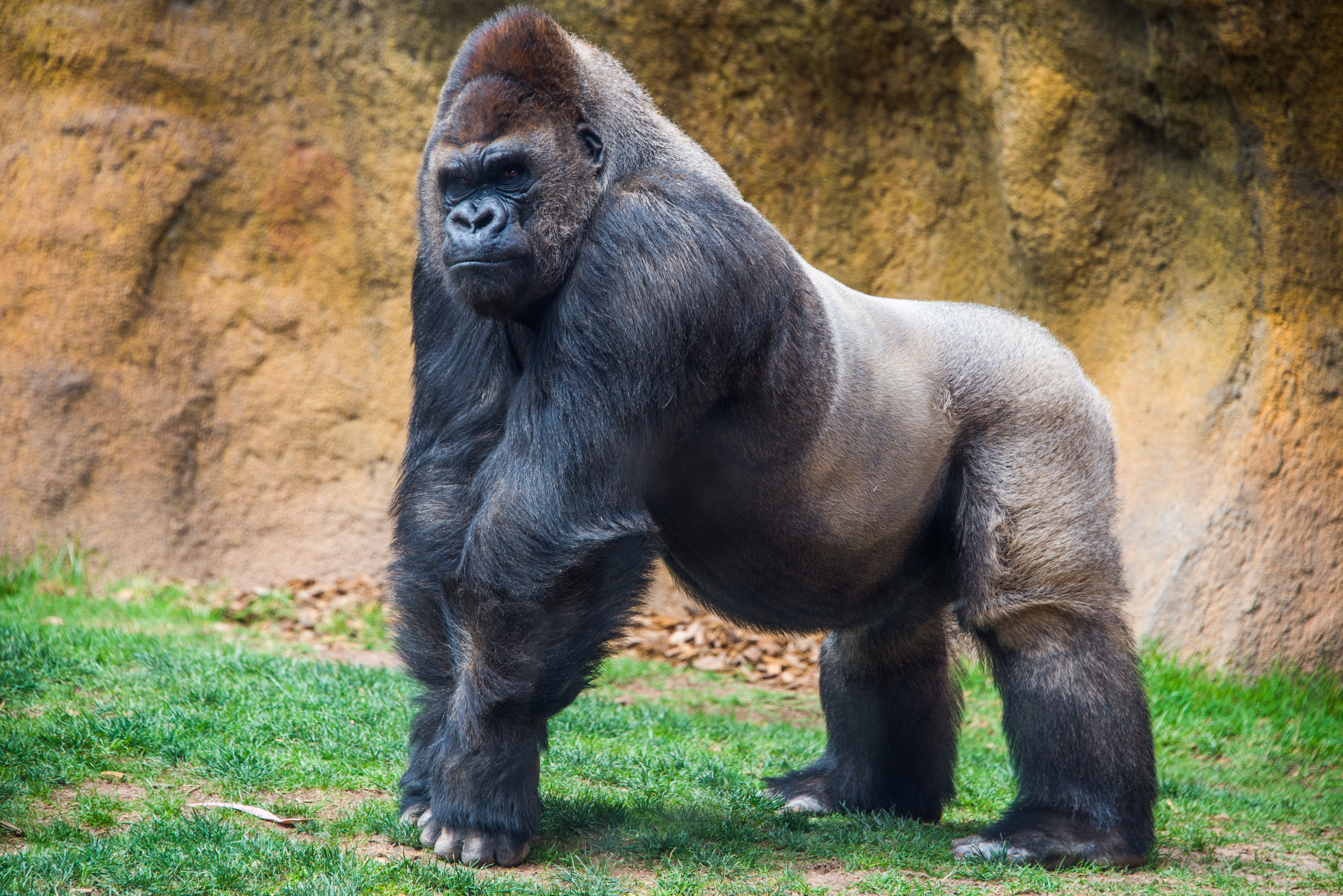 gorilla koronavírus gorilla koronavírus
