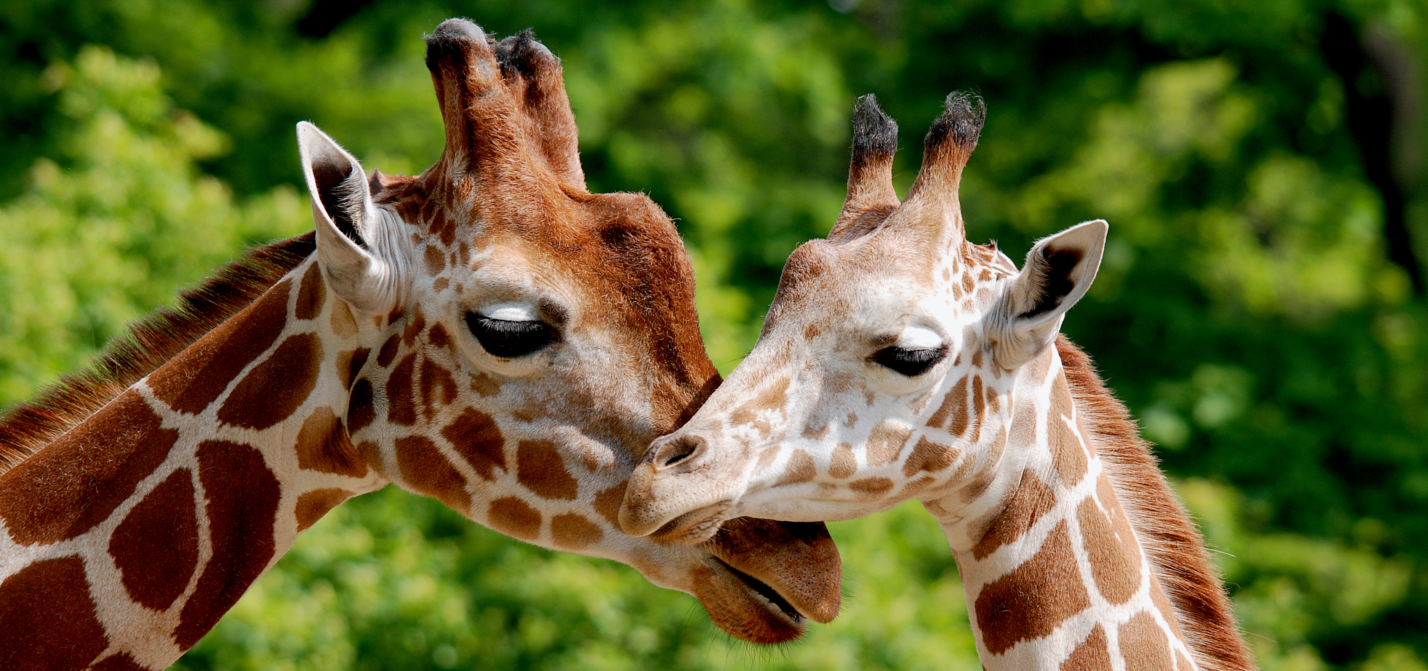 megnyitott a safari park Nagykőrösön megnyílt a safari park