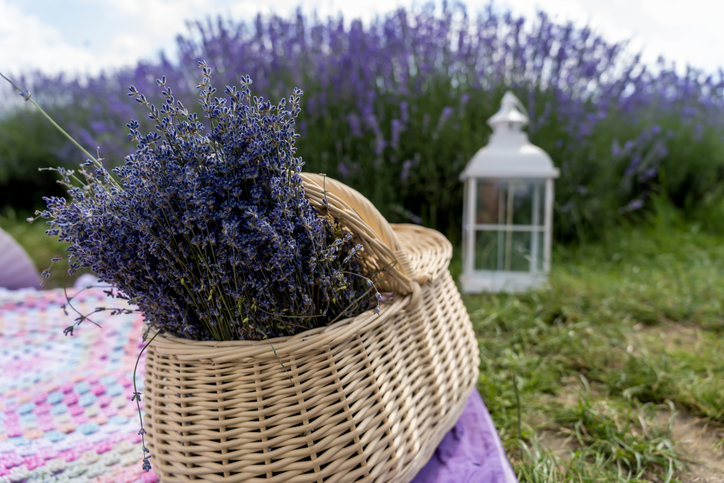 az ország legszebb levendula parkjai